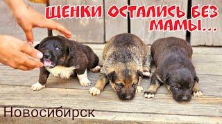 Новорожденные щенки остались без мамы  живут в сарае  щенкам нужен дом в Новосибирске  май 2023