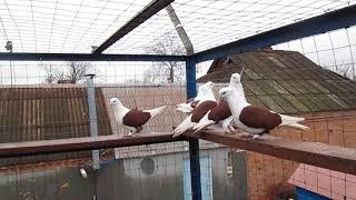 Краснодарские КраснобокиеБокатые.Плечистые Бойные голуби. Pigeons. Украина Кривой Рог