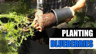 Blueberry Planting Tips - Garden Quickie Episode 147