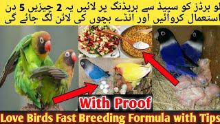 Love Birds Best Breeding Formula 2023 l Love Birds Breeding Tips l Love Birds Breeding season l Bird