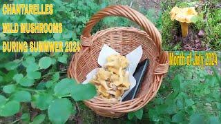 Picking Chantarelles wild Mushrooms from this summer season 2024 Simply B. in Finland