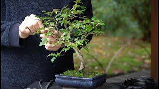 Developing a Korean Hornbeam bonsai