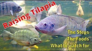 Raising Tilapia from the first day through 3 months