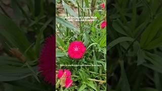 Collecting seeds from Sweet William flowers Dianthus – #shorts #gardening #gardeningtips #flowers