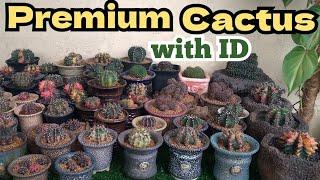 Premium Gymnocalycium with ID   Cactus Identification