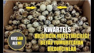 BILDIRCIN  YETİŞTİRİCİLİĞİ BEYAZ YUMURTLAYAN BILDIRCINLAR KWARTELS