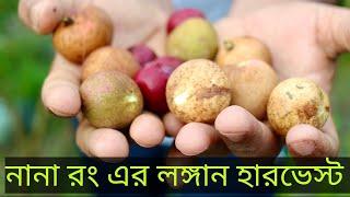 বাগানের  ফ্রেশ লঙ্গান হারভেস্ট l অসময়ে লিচুর স্বাদ মেটাবে লঙ্গান l Longan fruit harvest and review