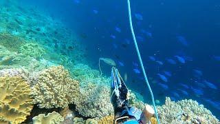 Memanah Ikan Bersama Para Master Spearfishing Buton