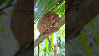 PHILIPPINE TARSIER - one of the worlds smallest primates endemic to southwest Philippines.