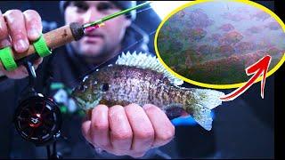 HUGE school of BLUEGILL on Underwater Camera ice fishing