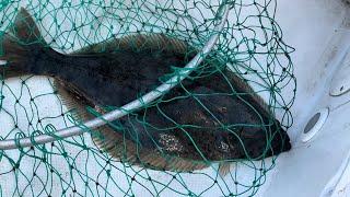 Câu con cá ngộ nước mặn đen thui là phương pháp rửa phổi 🫁 #fishinginsanfracisco#halibut#giaitri