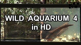 WILD AQUARIUM 4 HD MIKOLJI