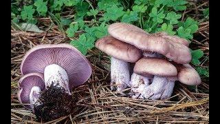 Офигеть сколько грибов Фиолетовые рядовки. 28 сент 20191