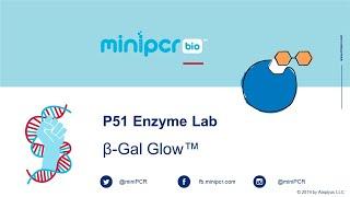 P51™ Enzyme Lab β-Gal Glow™ from miniPCR bio