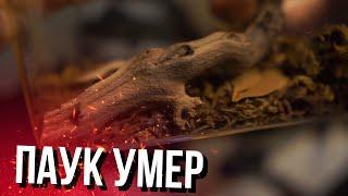 ПАУК КОРЕША УМЕР хозяева кореш ярик