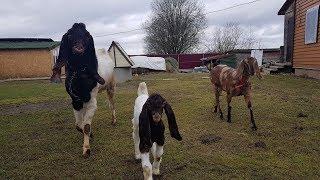 ПАКИСТАНСКИЕ КОЗЫ КАМОРИПАТЭРИPATERI GOATS БОЧКА ИЗ СЛАВОНСКОГО ДУБА PARTIZAN