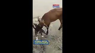 Watch Ferocious Pitbull Attacks Cow In Kanpur #shorts