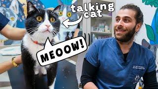 Cat Meowing So Cute  Adorable Cat Talking 