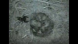 Chickadee 2017 Spider attacks hatchling mom removes