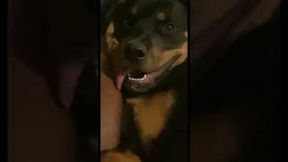 ROTTWEILER Puppy Living his best Life 