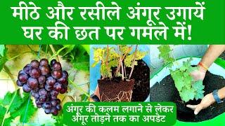 मीठे और रसीले अंगूर उगायें घर की छत पर गमले में How To Grow Grape Plants At Home In Hindi