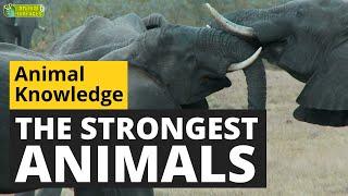 The Strongest Animals in the World  - Animals for Kids - Educational Video