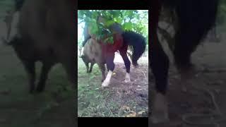 Horse mating with pig  pig mating  horse mating  horse vs pig