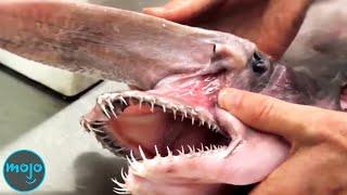 Top 10 Disturbing Scientific Deep Sea Discoveries