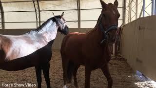 Thoroughbred Horse Breed Successful Horse Breed Tyt Equestrian