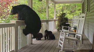 Bear Simone and Her Four  Cubs — First Visit