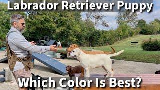 Labrador Retriever  Which Color Is Right For You?