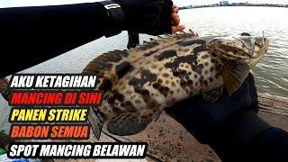 SPOT MANCING BELAWAN YANG BISA PANEN IKAN KERAPU BABON