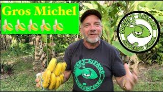 Why Bananas No Longer Taste Like Banana the story of the Gros Michel
