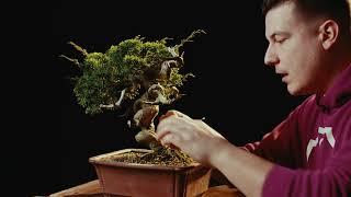 FULL VERSION Elegant chuhin itoigawa  The Bonsai Academy