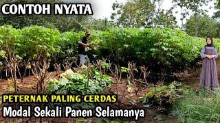 PETERNAKAN KAMBING BISA JUAL TIAP BULAN