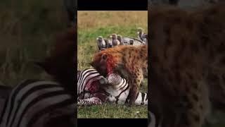 Hyenas feeding      #shortsfeed #shortvideo #shortsvideo #hyena #prey #hunter