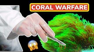 Fragging Green Star Polyps - Saving Coral From WAR