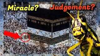 Mecca Under Attack by Bizarre Insect Plague - Shocking Footage Reveals