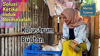 KOLUSTRUM BUATAN Untuk Cempe Baru Lahir  KERABAT TERNAK