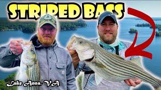 LIVE BAIT Striped Bass Fishing  Insane Day of Fishing on Lake Anna Virginia