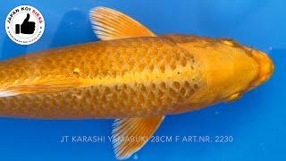 KONISHI Koi 2022 Karashi Yamabuki F 28cm Art.Nr. 2230 RESERVIERT