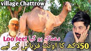 Loo Jee 50 Lakh camel for  sacrifice  Village Chattrow main دھماکہ ہو گیا  Most Expensive Camel