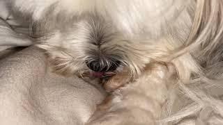 7 minutes of dog licking.  asmr 