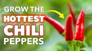 HOT Tips for Growing Chili Peppers at Home 