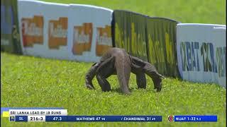 The Unexpected Guest Monitor Lizard Spotted Roaming SSC Cricket Grounds