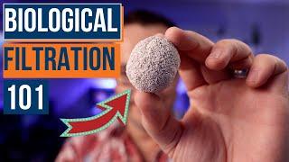 What Is Biological Filtration & Is It Important for a New Saltwater Aquarium? Ep 21