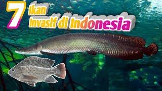 Tak disangka ikan ini sudah menjadi invasif di Indonesia