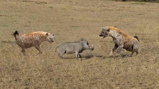 Hyenas Hunting Wild Boar