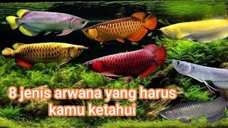 Ini lha 8 Jenis Ikan Arwana#ikanarwana#ikanhiasairtawar#ikanpredator#hobi#@duabintangbersinar