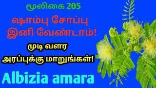 உசில மரம்அரப்பு மரம் ஊஞ்சல் மரம் கருவாகைArappu treeAlbizia amaraAlasalஅலசல்